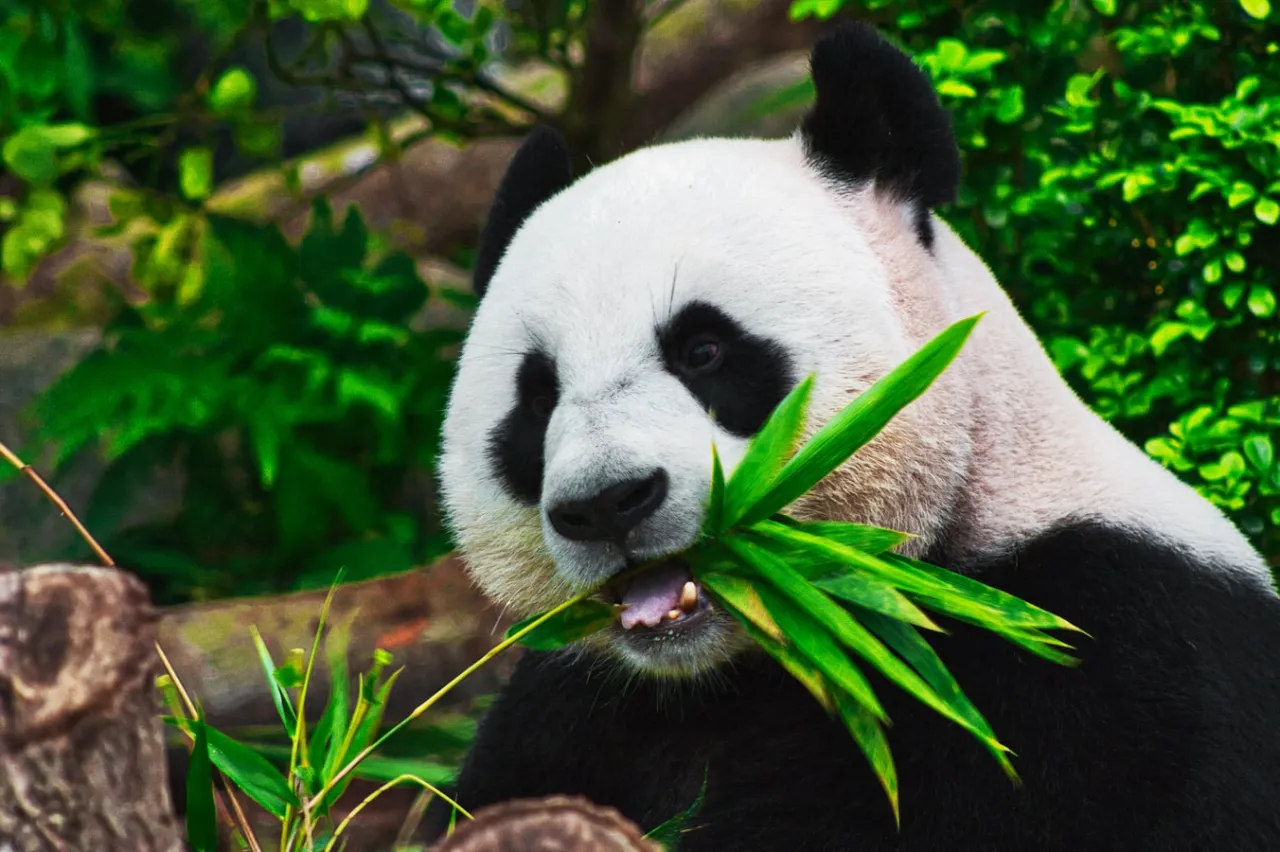 Zdjęcie Czy panda jest zagrożona wyginięciem? Poznaj jej prawdziwy status ochrony