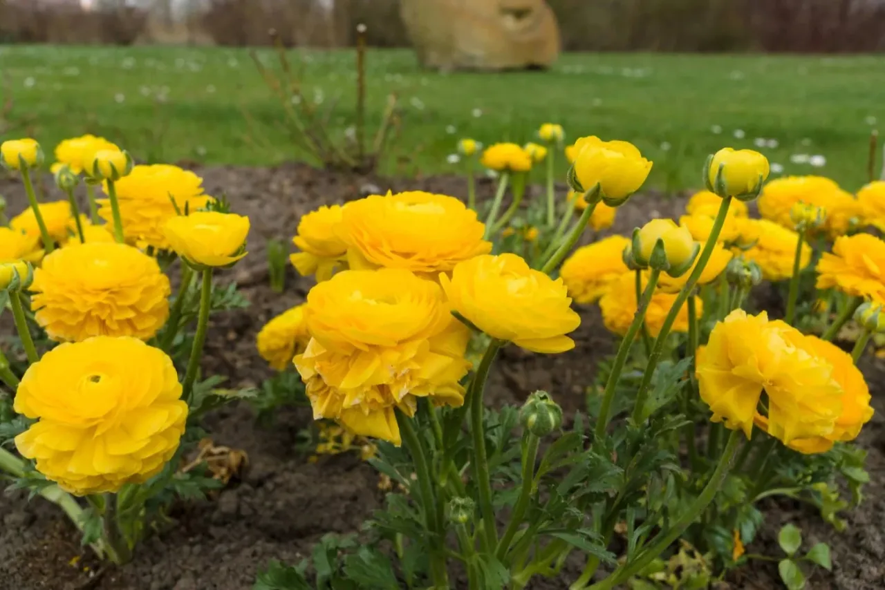 Zdjęcie Jak wyglądają jaskry? Odkryj ich piękno i różnorodność kwiatów
