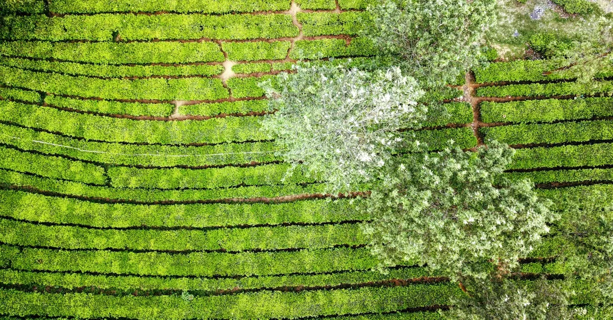 Zdjęcie Wpływ seriali o życiu na wsi na turystykę agroturystyczną