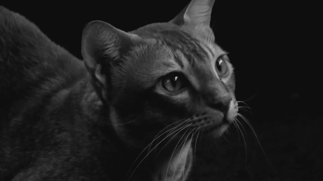 Zdjęcie Es malo encerrar a un gato por la noche y sus efectos negativos