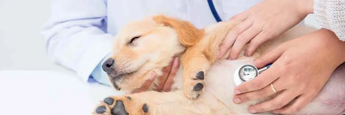 Zdjęcie Wie lange dauert die Ausbildung zum Tierarzt? Wichtige Infos zur Dauer