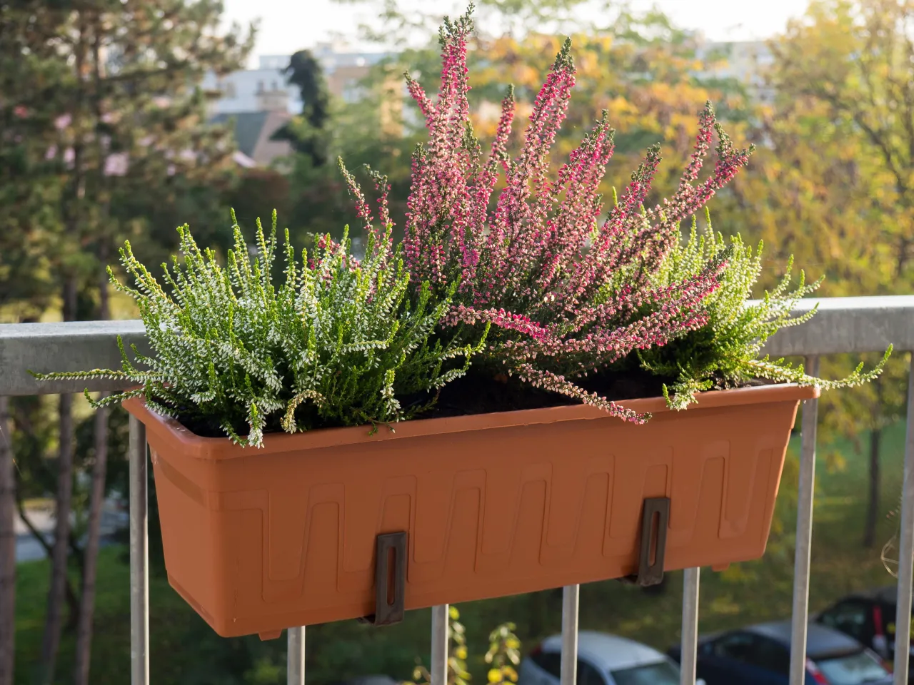 Zdjęcie Jakie kwiaty na balkon na jesień, które przetrwają chłód i zachwycą?