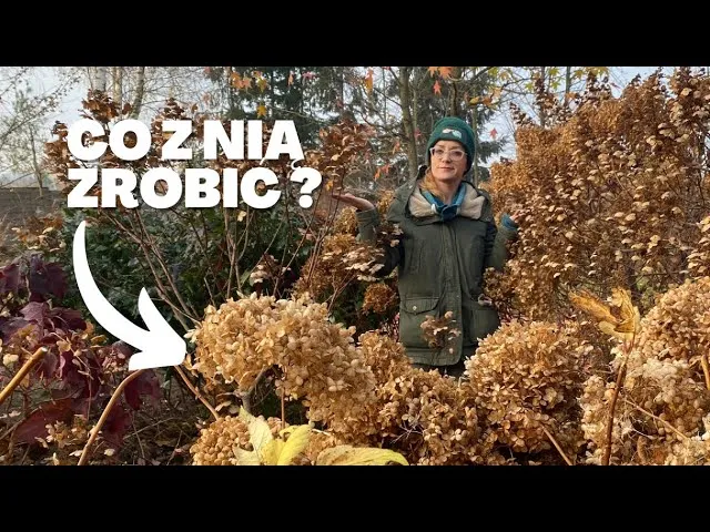 Zdjęcie Jak skutecznie zabezpieczyć hortensję ogrodową na zimę, aby przetrwała?