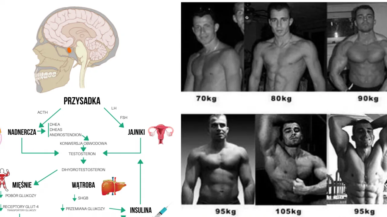 Zdjęcie Kiedy brać HGH? Przed czy po treningu poznaj prawdę
