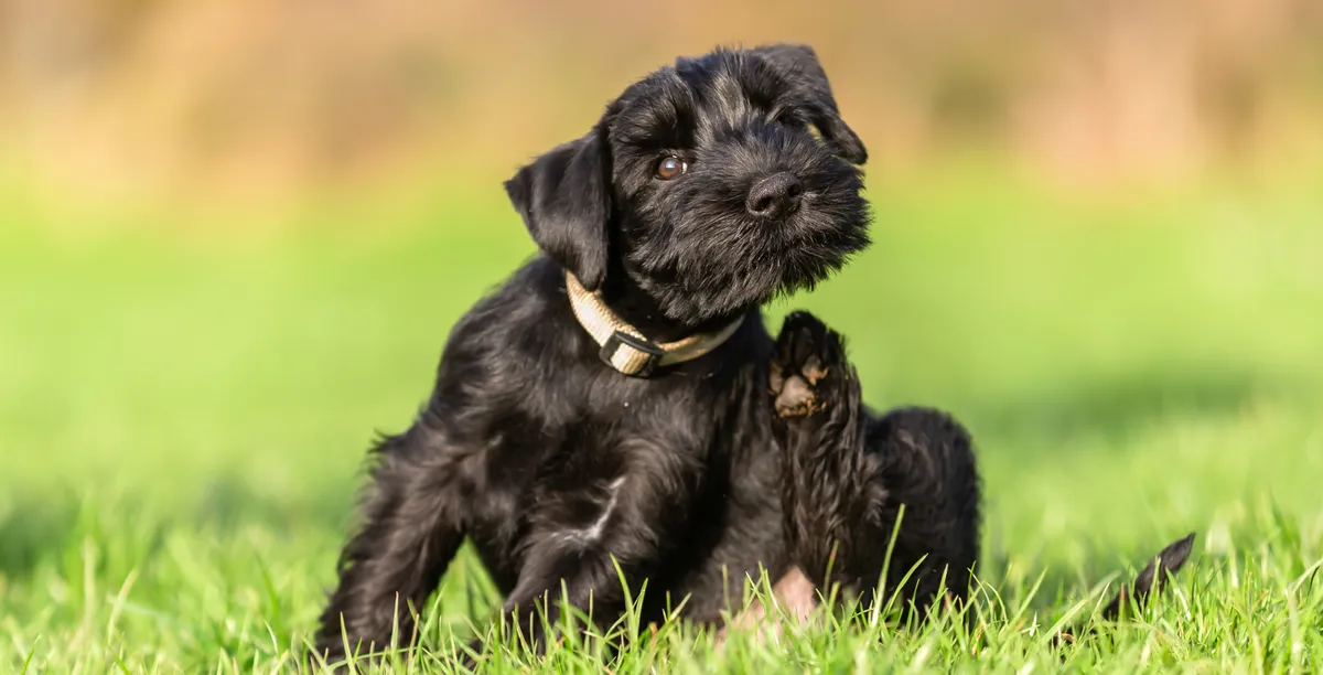 Zdjęcie Was hilft gegen Flöhe beim Hund? Effektive Lösungen für Ihr Haustier