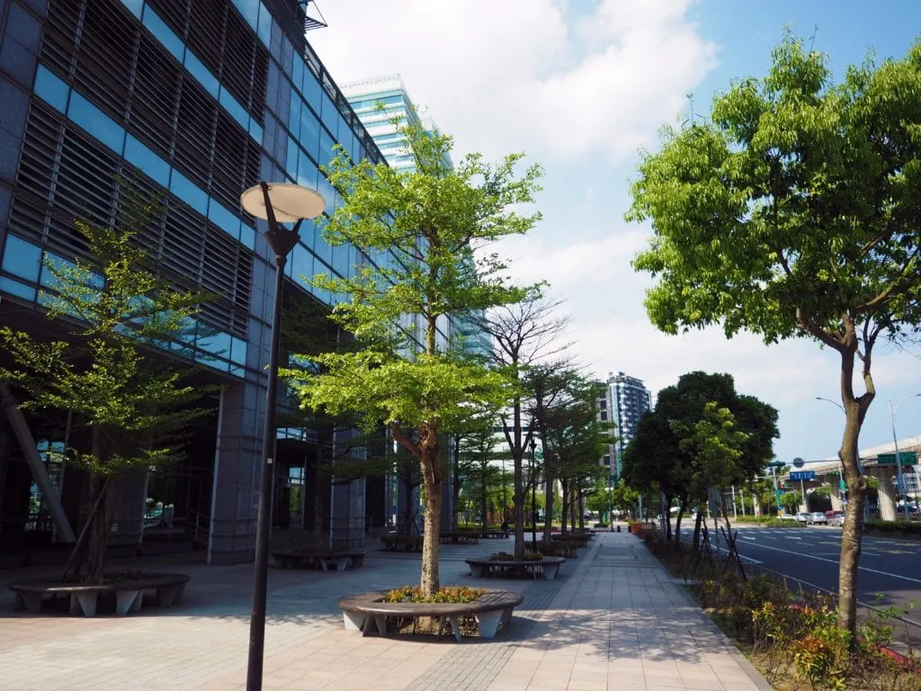 Zdjęcie Jakie drzewa sadzić na osiedlach, aby uniknąć problemów z korzeniami?