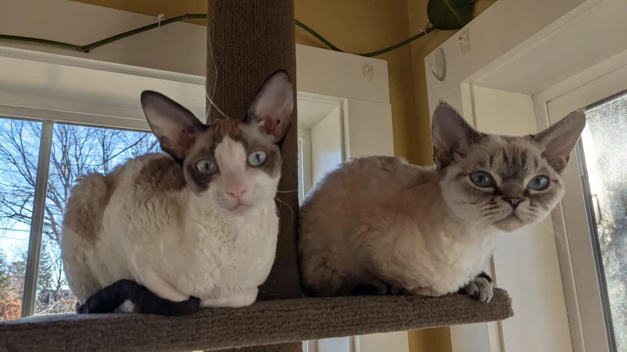 Zdjęcie Cornish Rex vs Devon Rex: Kluczowe różnice, które musisz znać