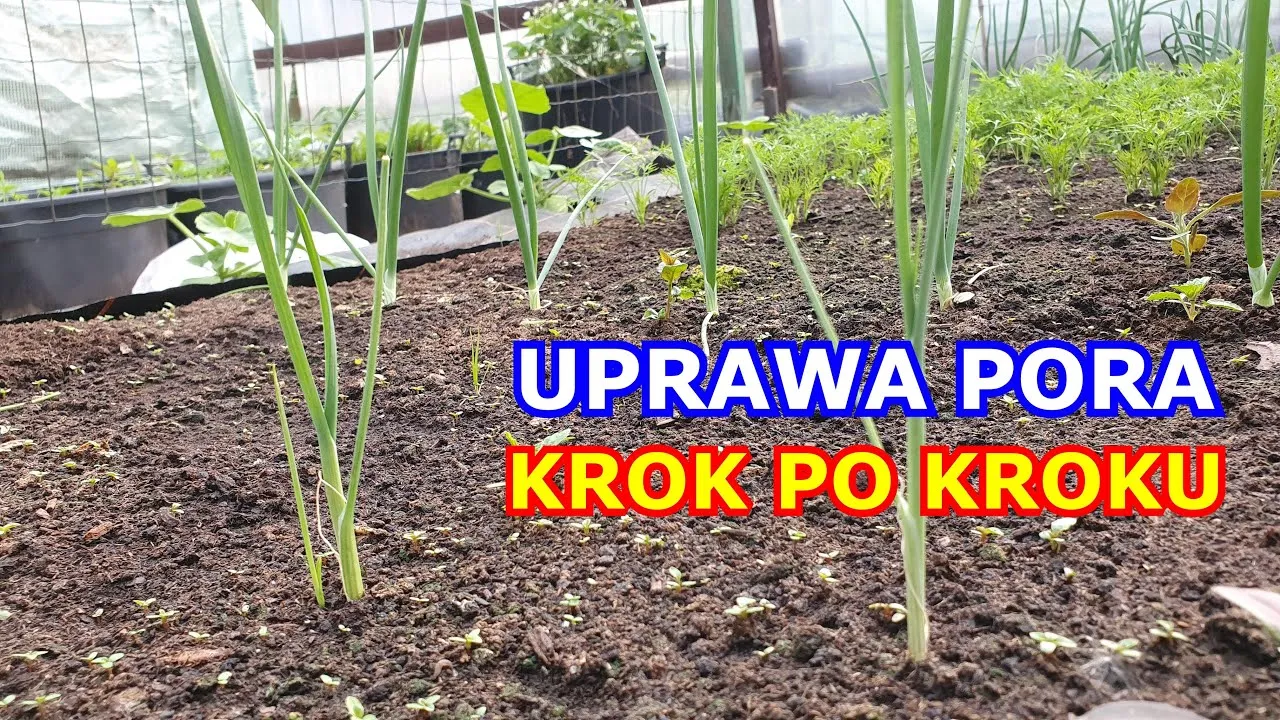 Zdjęcie Jak uprawiać pory: skuteczne metody i sekrety pielęgnacji