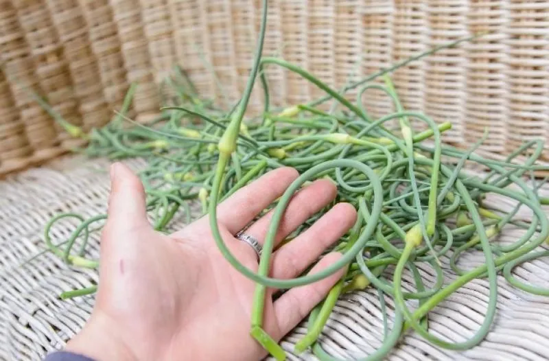 młody pęd kwiatostanowy czosnku