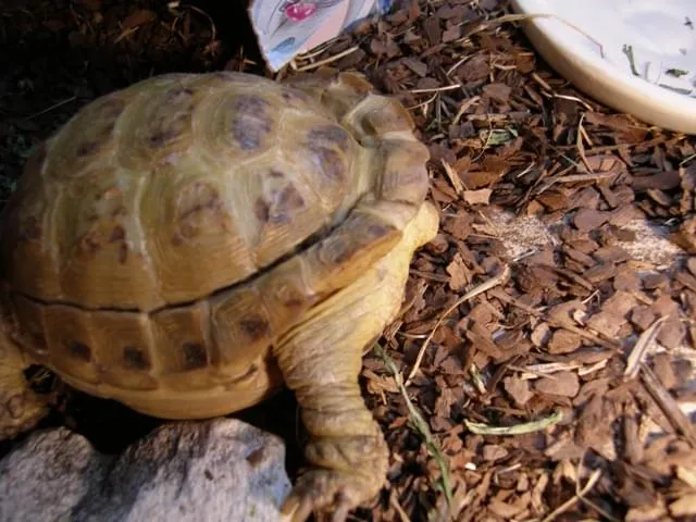 Żółw grecki z objawami krzywicy pancerza