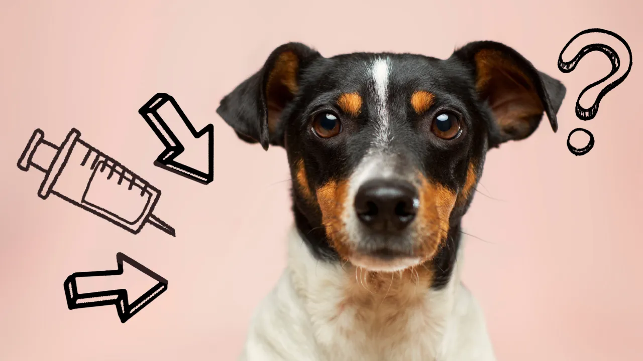 Weterynarz bada szczeniaka, kalendarz z zaznaczoną datą