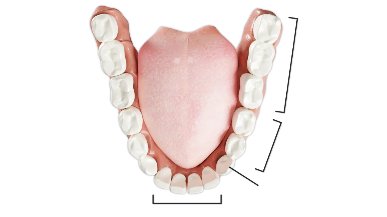 schemat zęb&oacute;w z podziałem na przednie i boczne