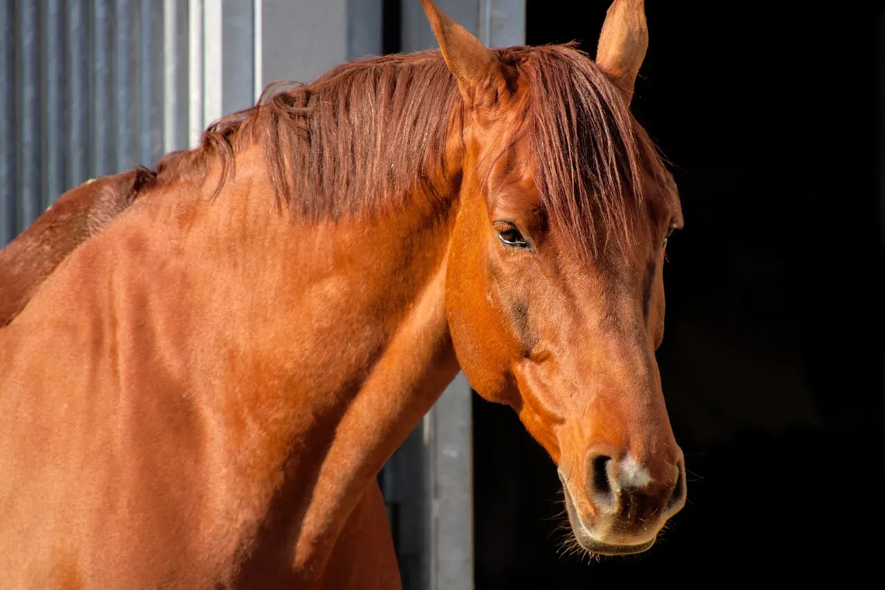 koń ignoruje właściciela