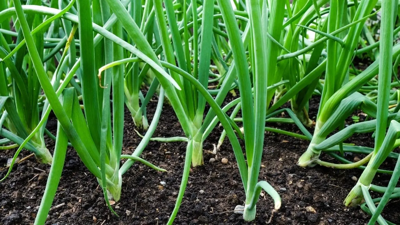 siew cebuli dymki w ogrodzie