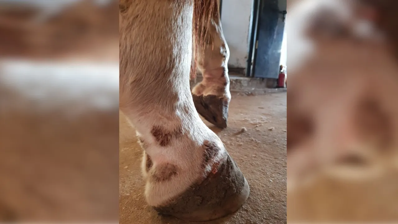 Łupież suchy u konia, łupież łojotokowy u konia zdjęcia