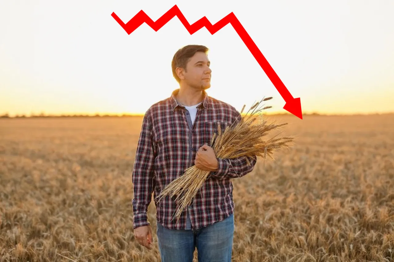 Rolnik z kłosami zboża w polu, czerwona strzałka w d&oacute;ł symbolizuje spadki, podkreślając potrzebę ubezpieczenia rolniczego.
