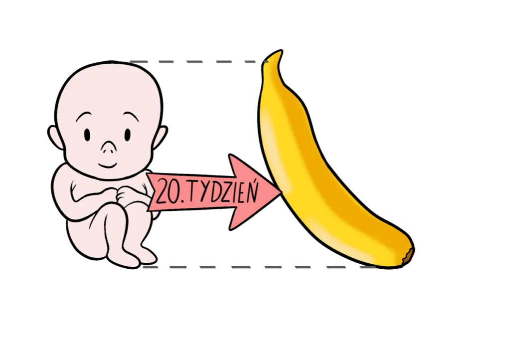 20 tydzień ciąży wielkość płodu porównanie banan