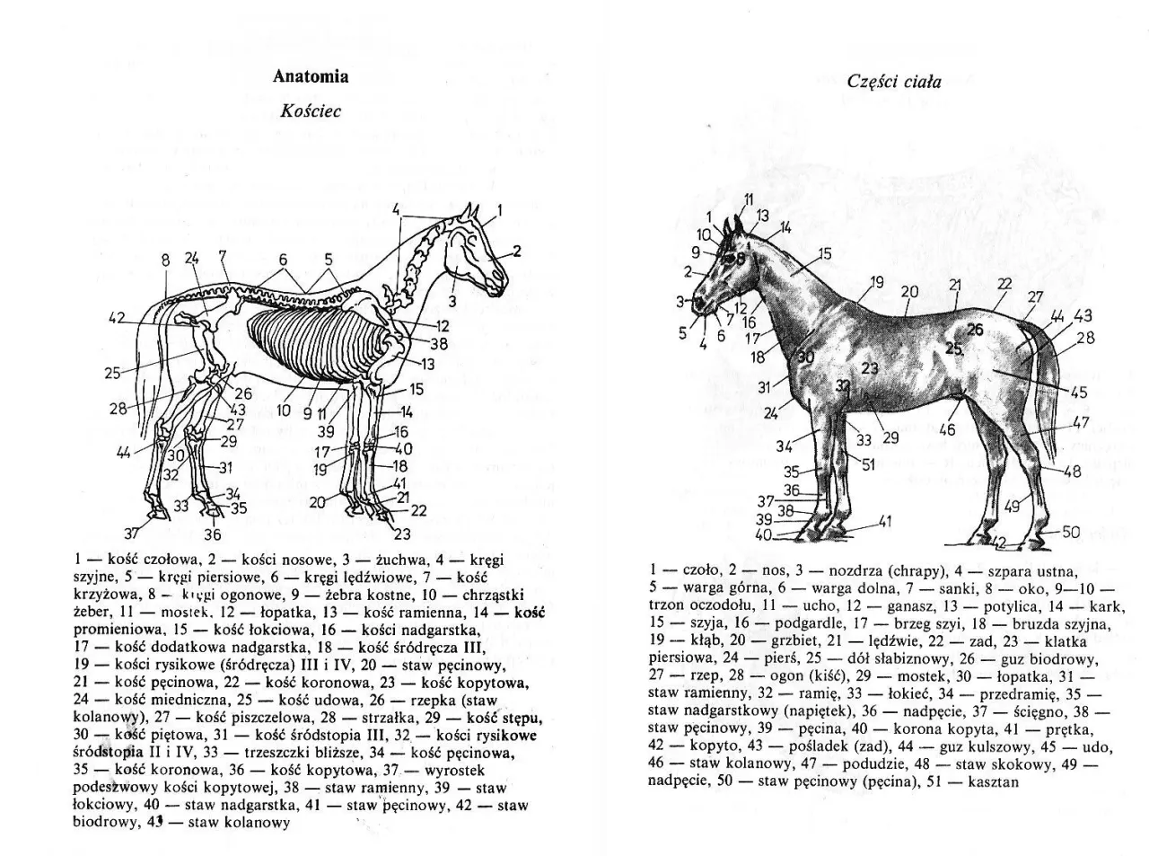anatomia kończyny konia z opisem staw&oacute;w