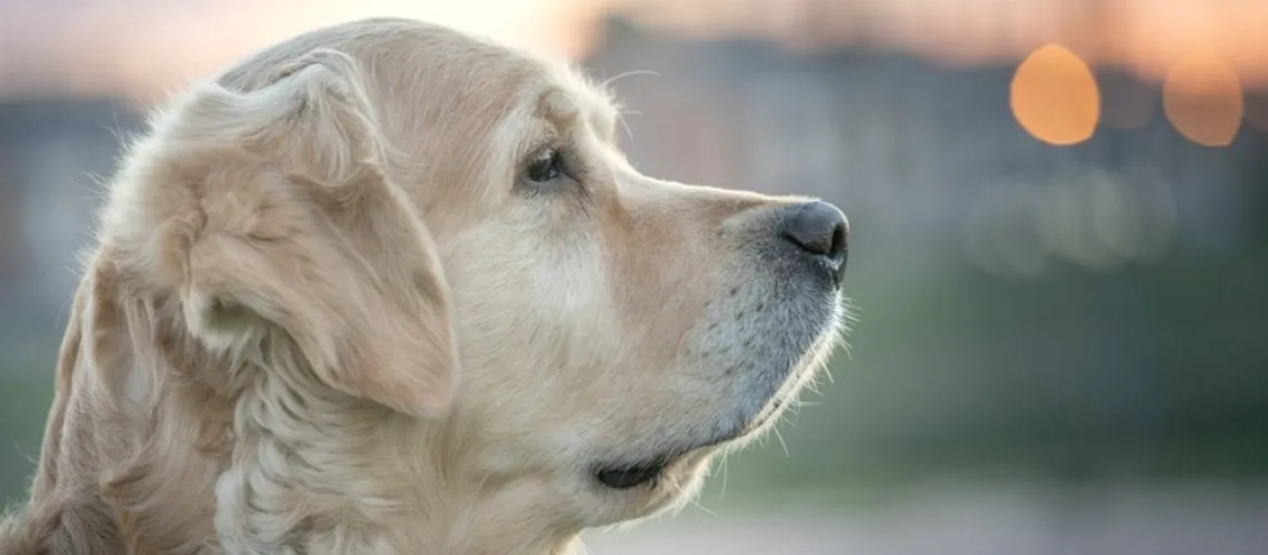 odpowiedzialny hodowca ps&oacute;w