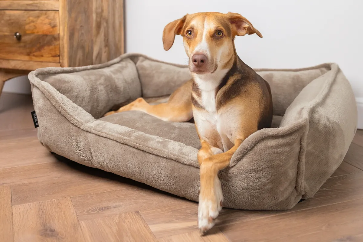 R&oacute;żne typy legowisk dla ps&oacute;w w jednym rzędzie