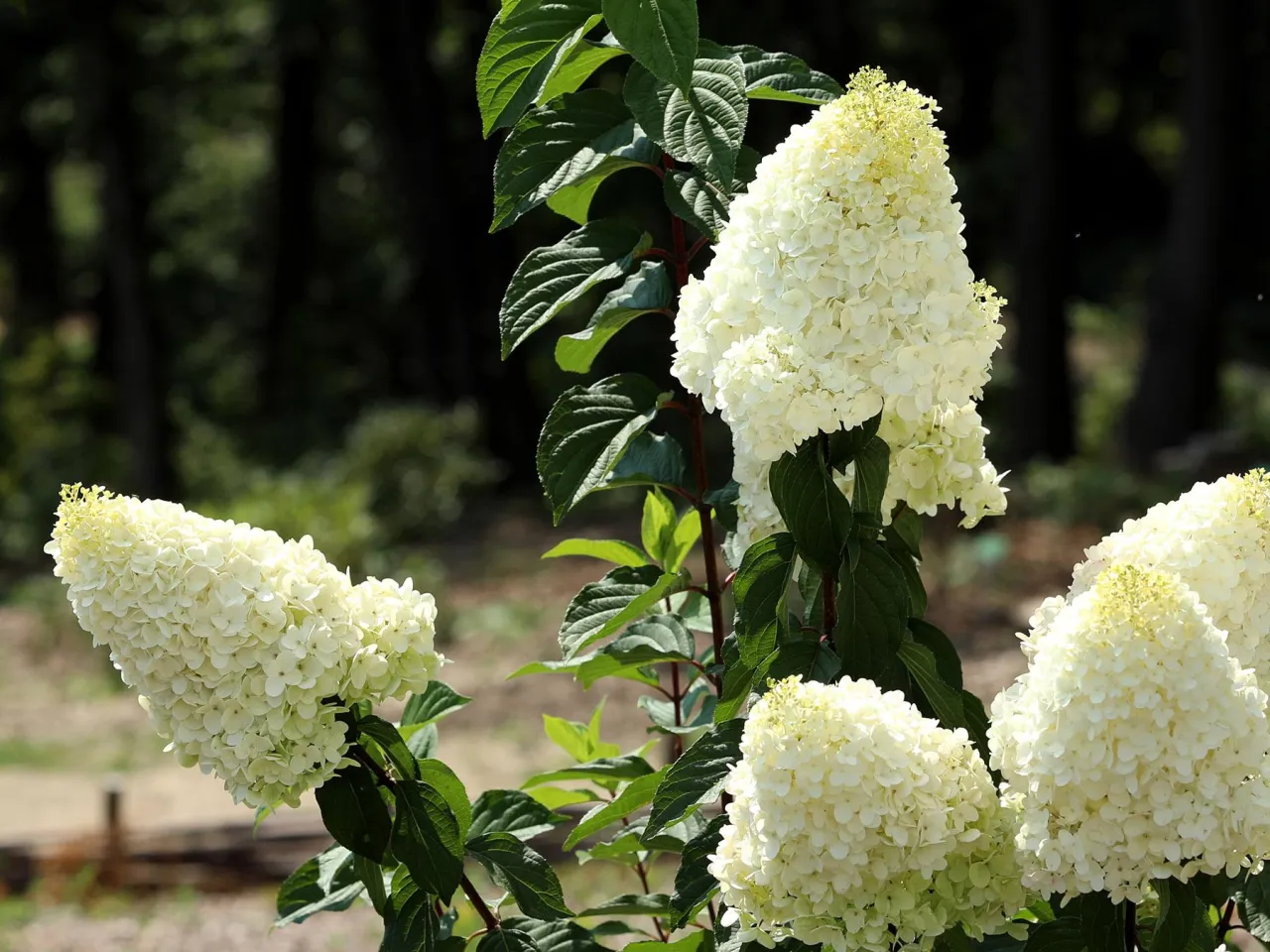R&oacute;żne gatunki kwitnących hortensji w ogrodzie