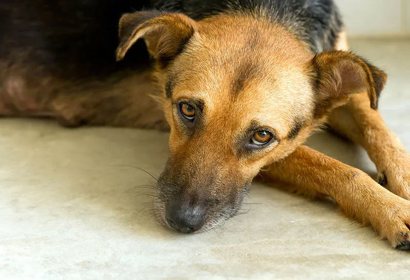 Pies w b&oacute;lu, objawy cierpienia u psa