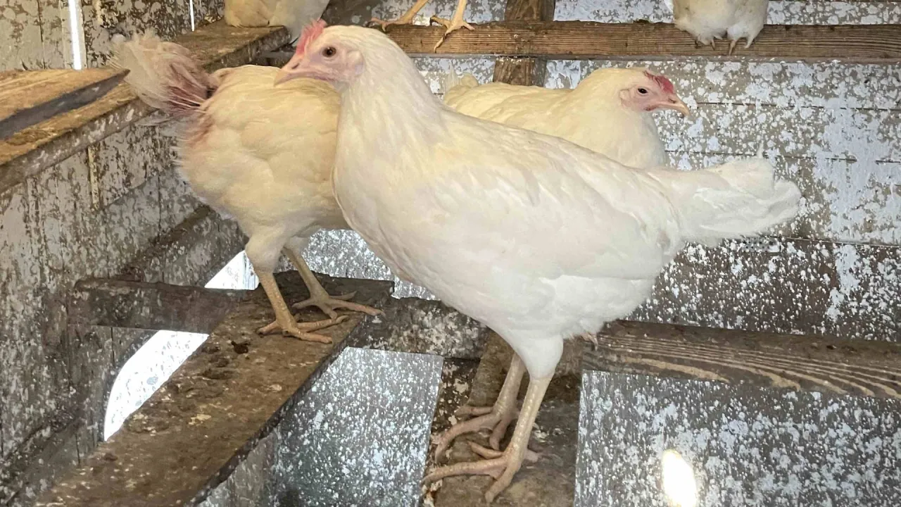 Białe kury, w tym jedna kura o dużej nieśności, stoją na drewnianych belkach w kurniku.