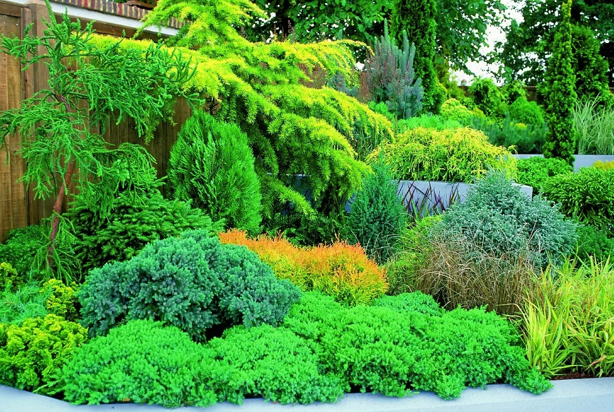 Błędy sadzenia pod iglakami