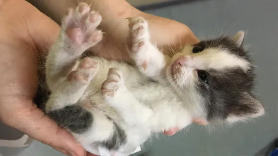 Kocięta bez matki szukające pomocy