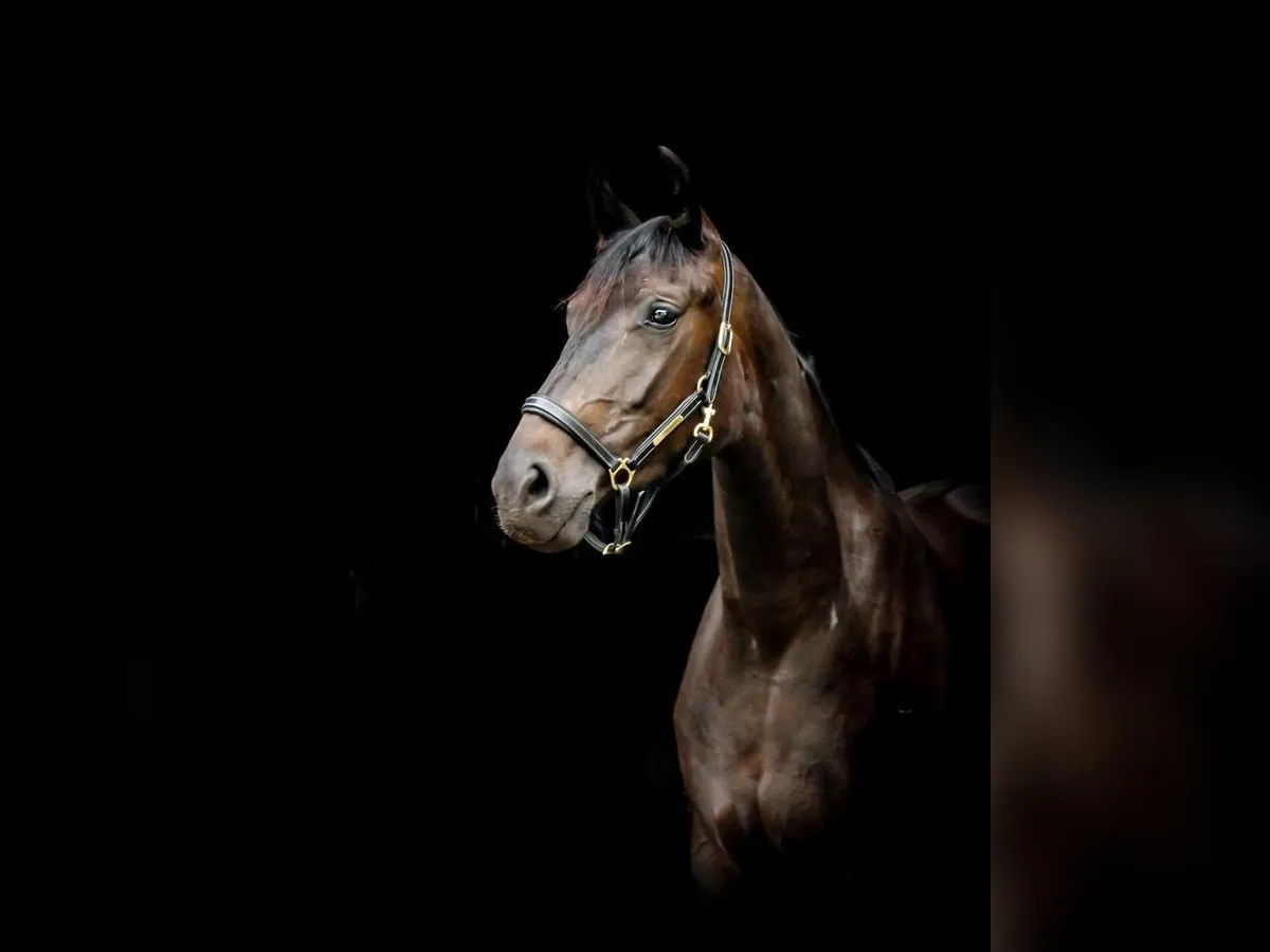 Piękna klacz na łące