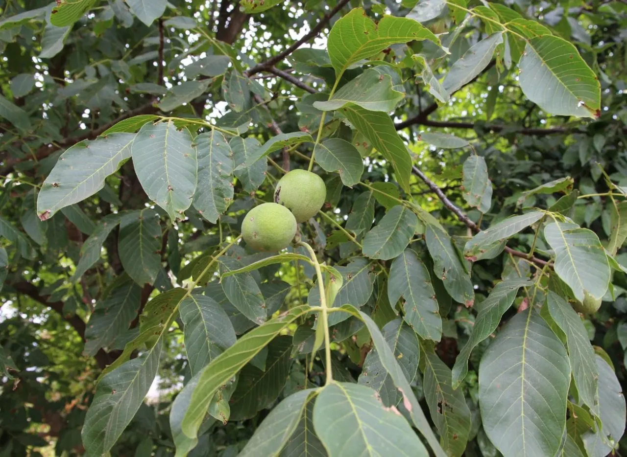 Młody orzech włoski i stary orzech włoski przycinanie