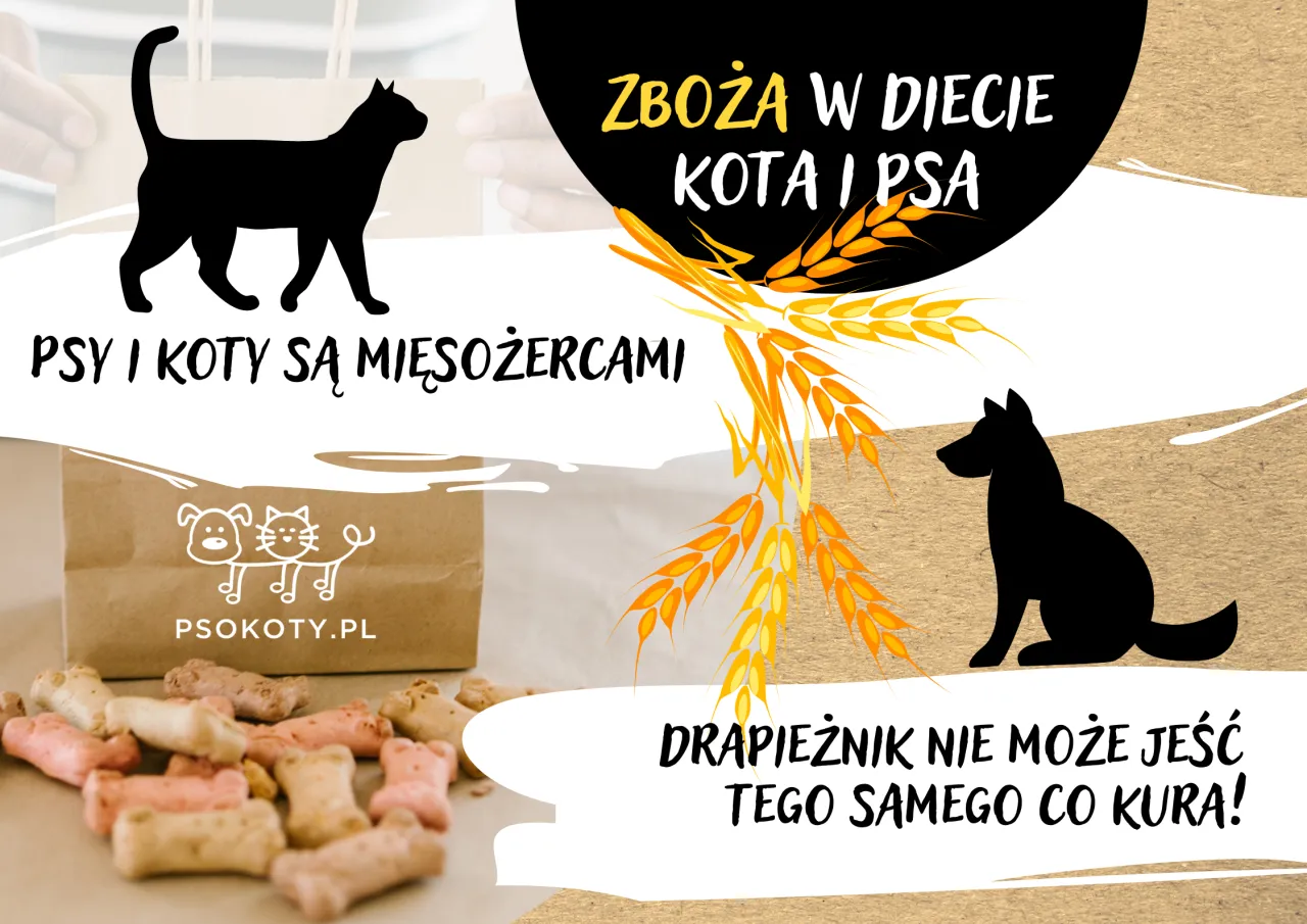 różne rodzaje zbóż w karmie dla kota