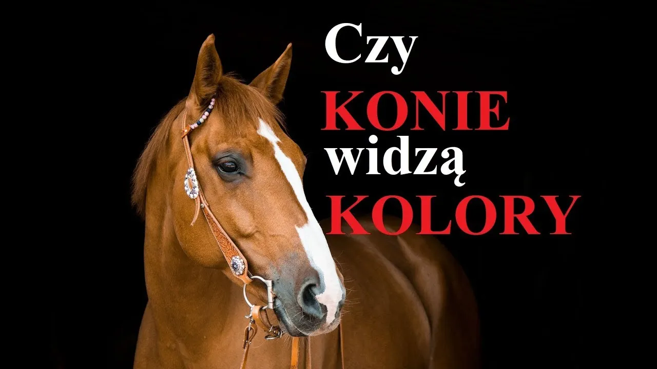 jak konie widzą kolory porównanie