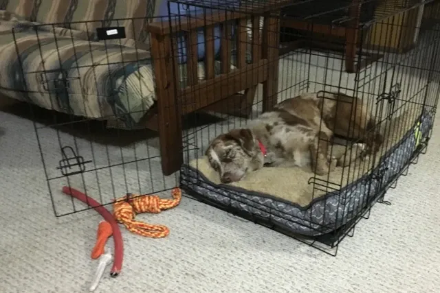 szczeniak w klatce kennelowej śpi