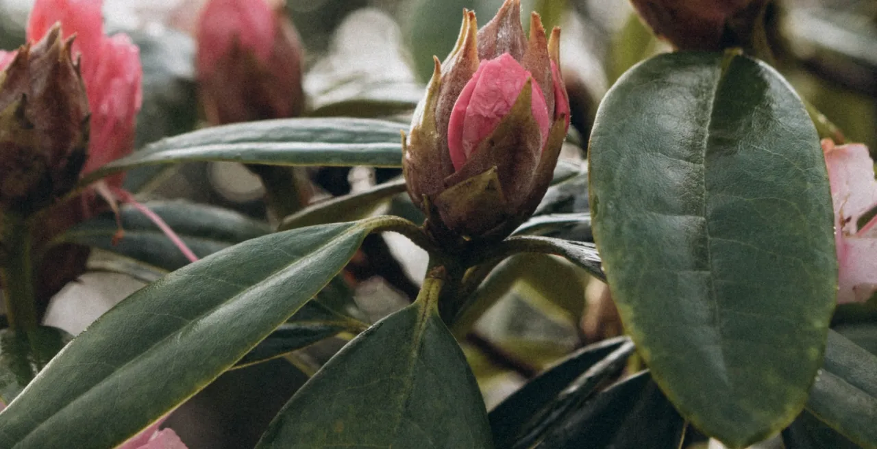 czynniki wpływające na kwitnienie rododendronu