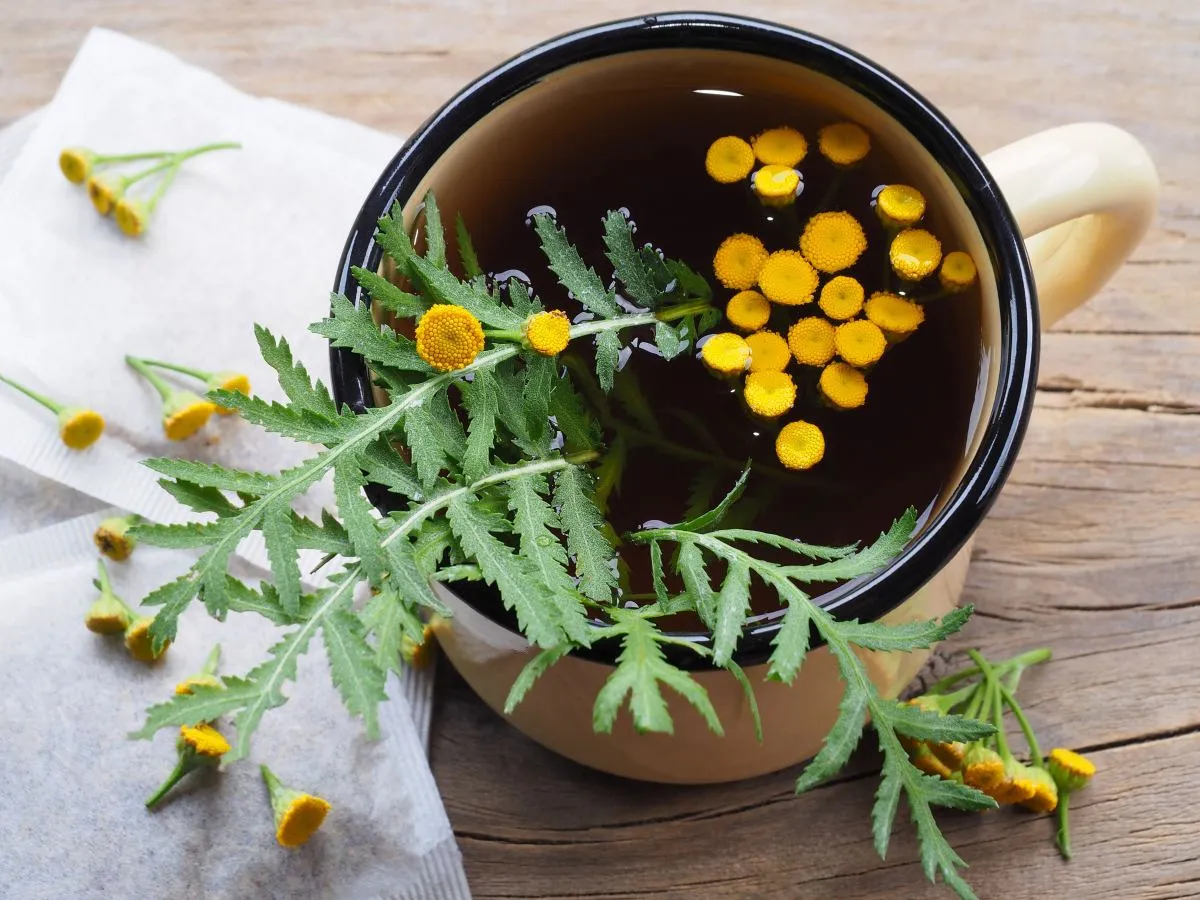 Przechowywanie olejku ziołowego