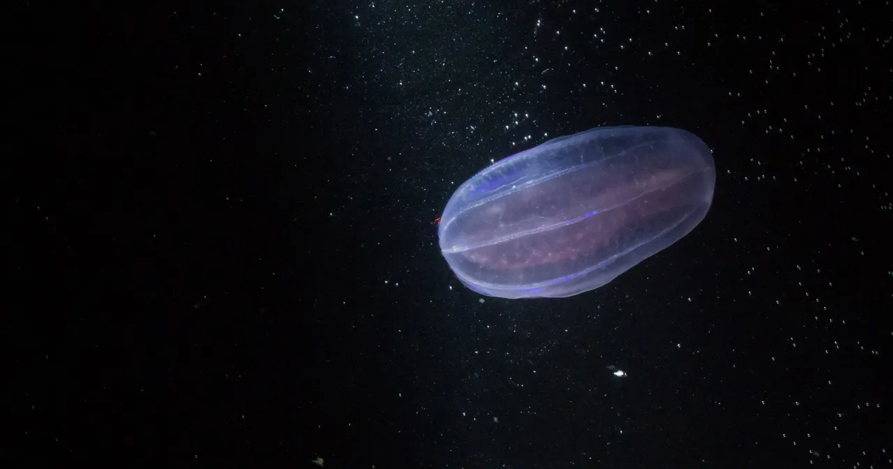 żebropław groszk&oacute;wka