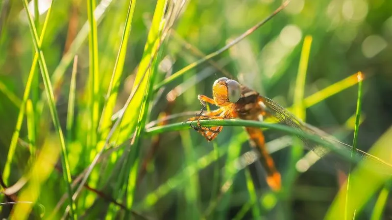 Zdjęcie Jaki obiektyw do makrofotografii - wybierz najlepszy dla siebie