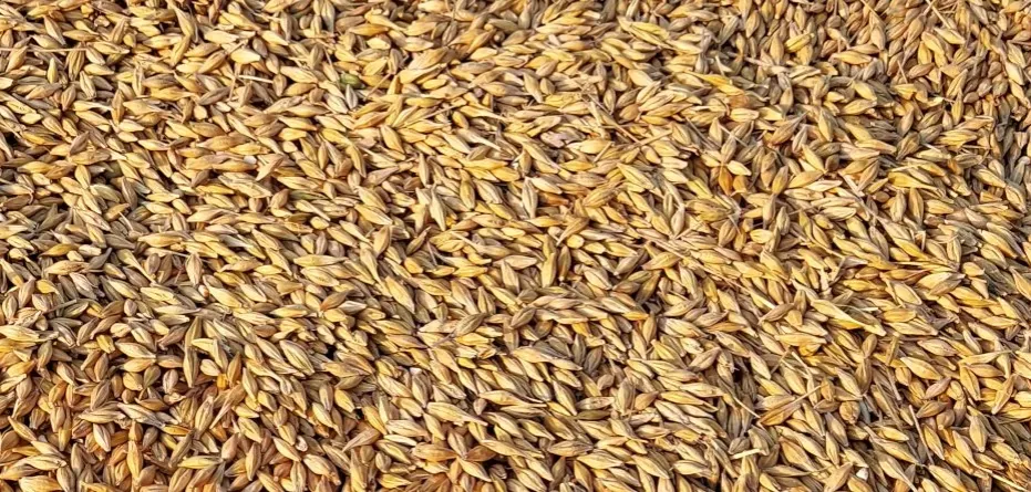 Zdjęcie Ile kosztuje kwintal jęczmienia w Radomiu? Ceny, które zaskakują