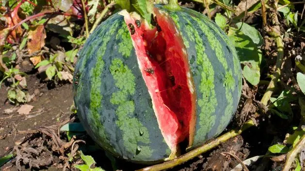 Zdjęcie Kiedy jest sezon na arbuzy? Sprawdź, kiedy są najsmaczniejsze!