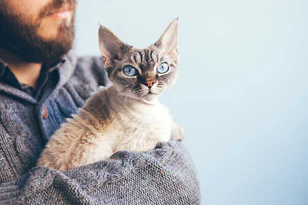Zdjęcie Rasy kotów Devon Rex - poznaj ich unikalne cechy i wymagania