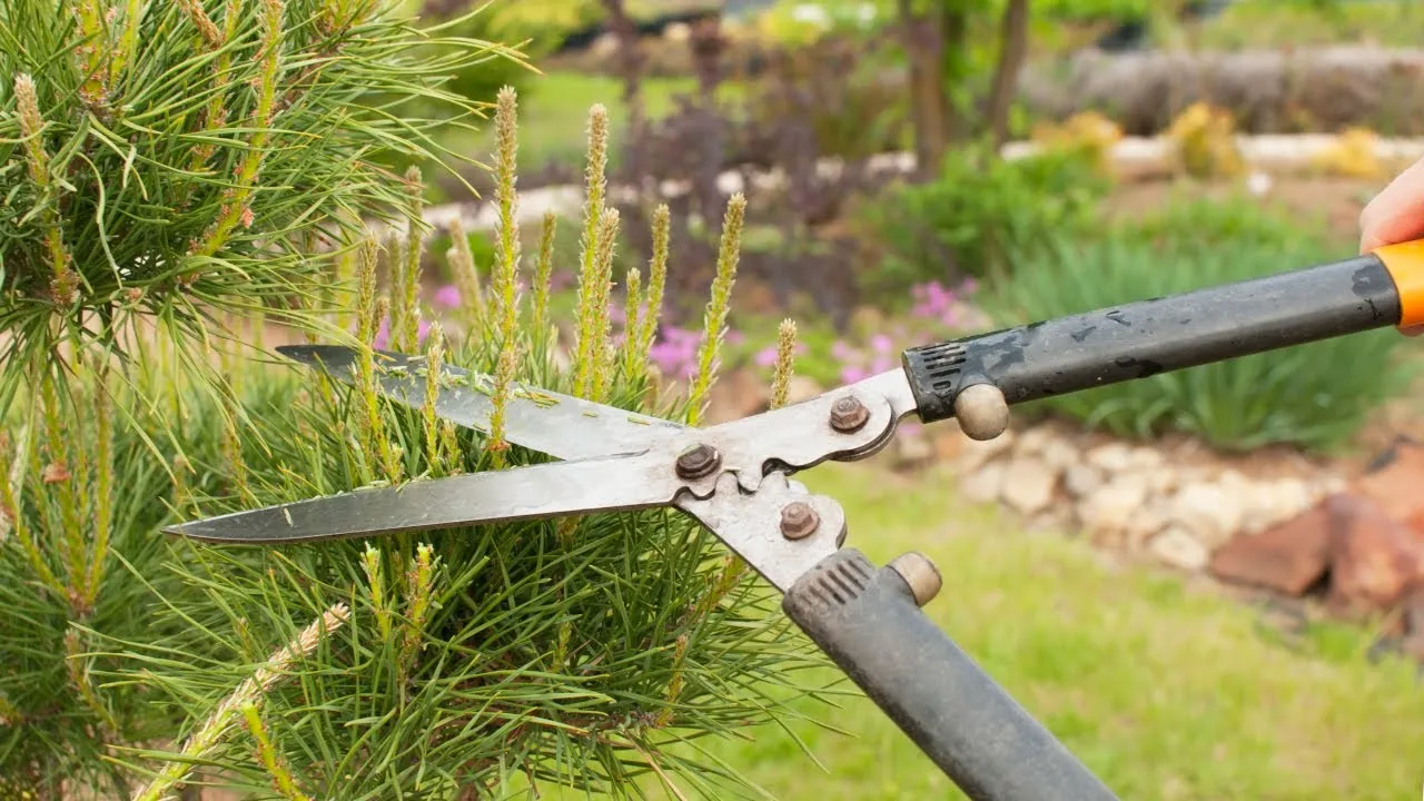 błędy przycinania sosny