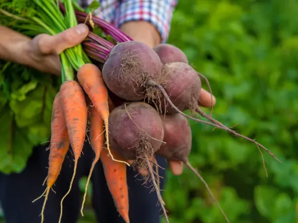 Dzieci zgadujące warzywa korzeniowe