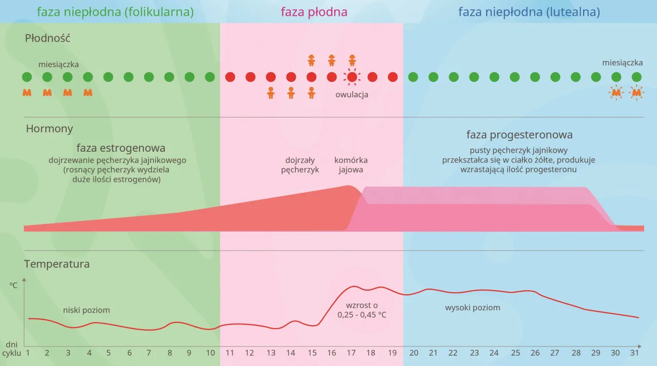 cykl menstruacyjny infografika