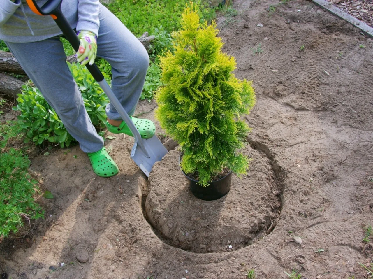Sadzenie iglaka krok po kroku