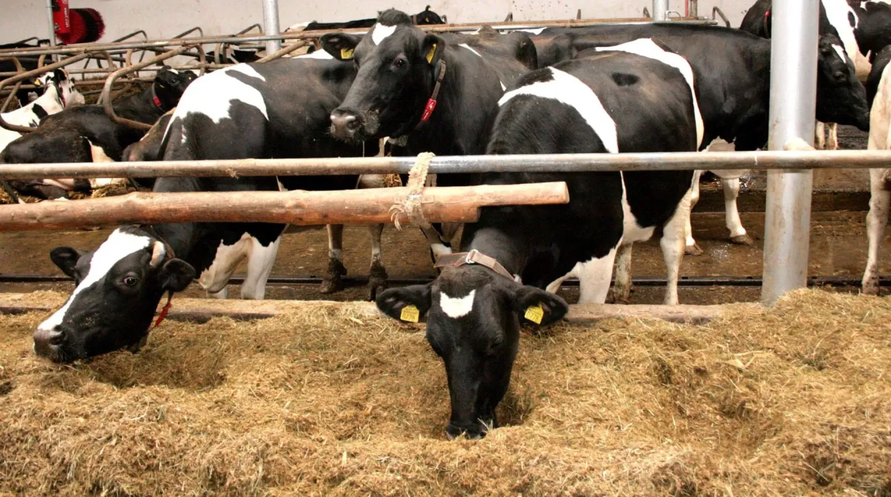 Krowy mleczne jedzą mokre wysłodki buraczane.