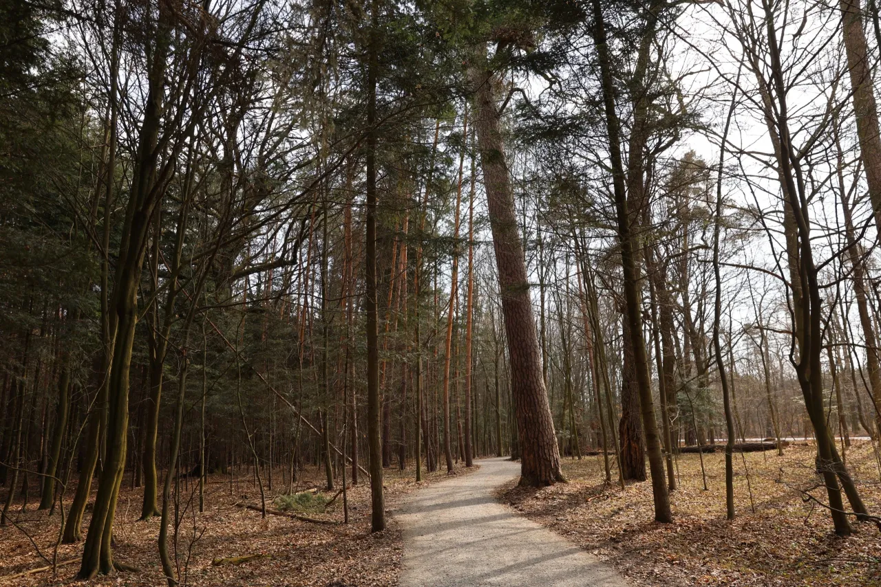 Droga przez las w Leżajsku, otoczona drzewami o nagich gałęziach i iglastych koronach. Leżajsk trasa zaprasza na spacer.