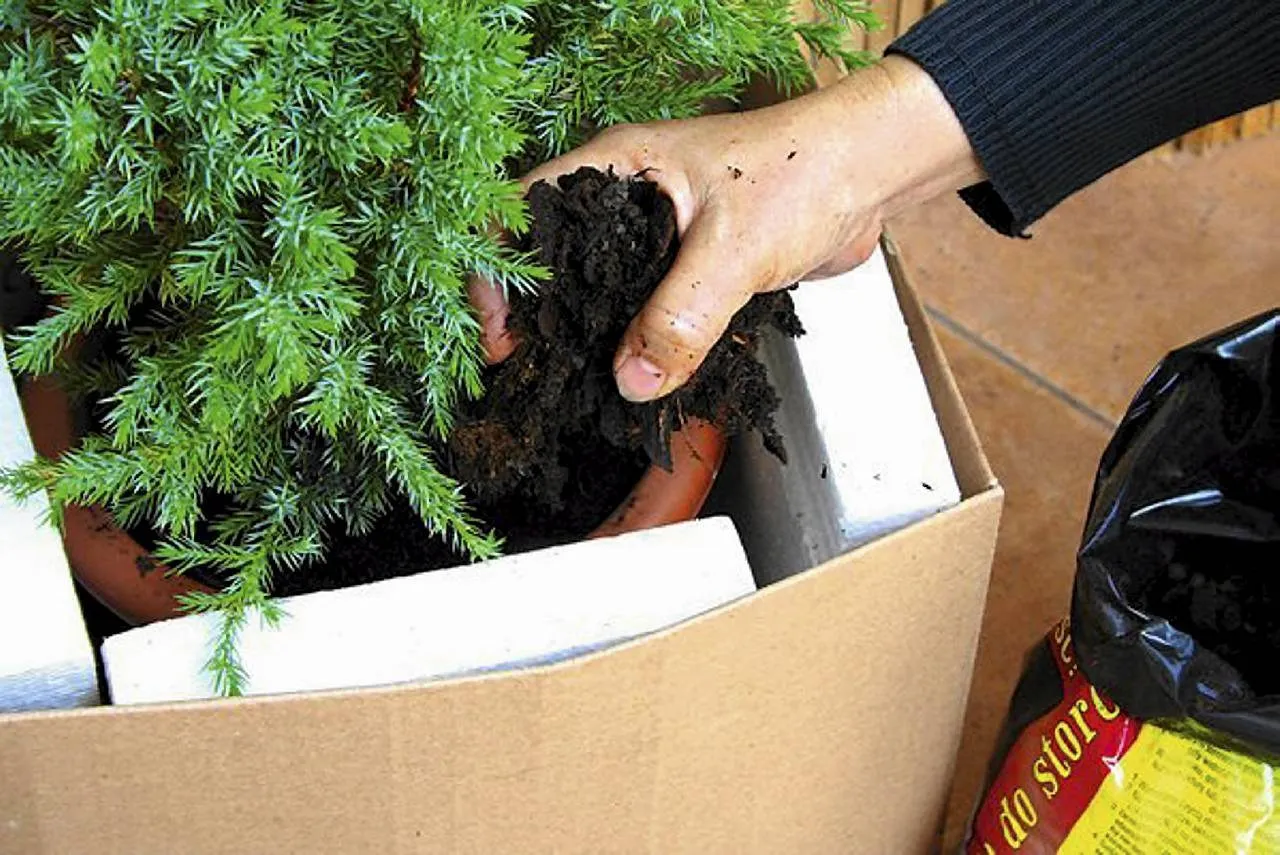 zimowanie iglaków w donicach zabezpieczenie