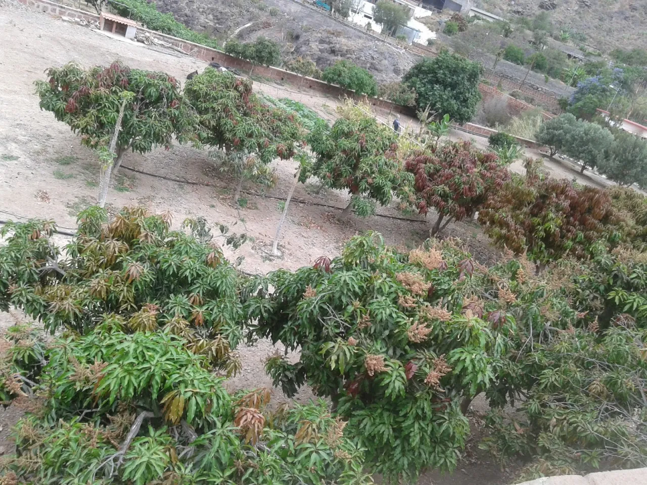 kwiatostan mango z bliska