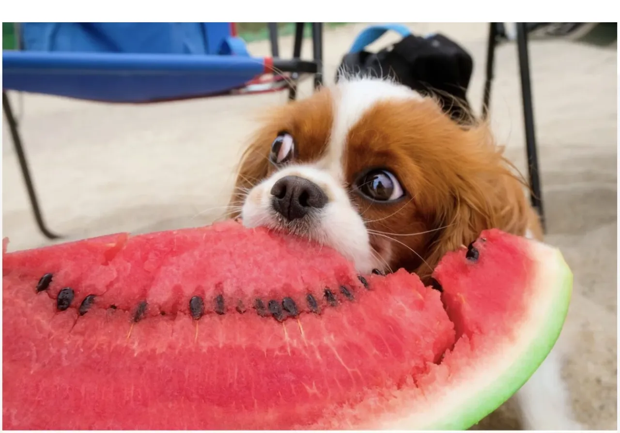 pies patrzy na miskę z owocami i warzywami